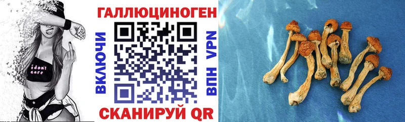 Галлюциногенные грибы Psilocybine cubensis  Бежецк 